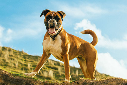 Best insurance for puppies