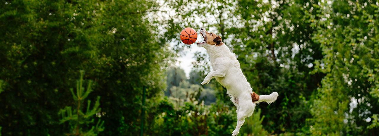 Indiana Pet Insurance. #1 Customer-Rated Pet Insurance. Unlimited Lifetime Benefits.