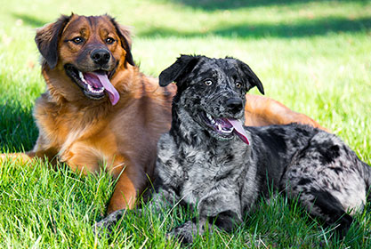 Best insurance for dogs and cats