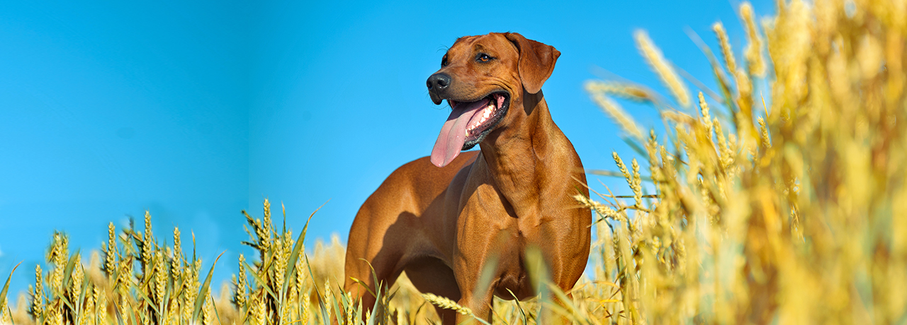 Kansas Pet Insurance. #1 Customer-Rated Pet Insurance. Unlimited Lifetime Benefits.