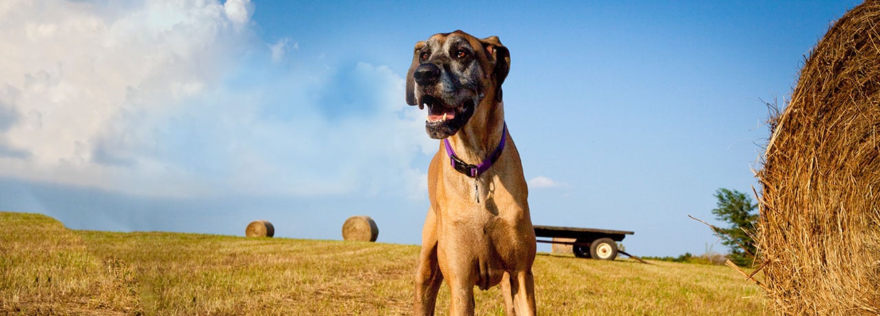 Kentucky Pet Insurance. #1 Customer-Rated Pet Insurance. Unlimited Lifetime Benefits.