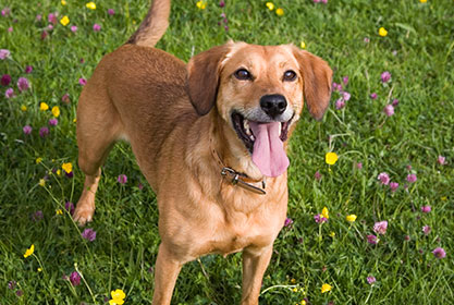 Best insurance for puppies