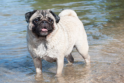 Best insurance for dogs and cats