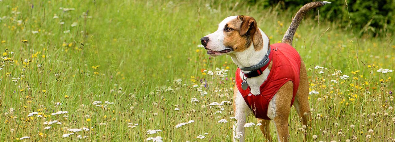 Louisiana Pet Insurance. #1 Customer-Rated Pet Insurance. Unlimited Lifetime Benefits.