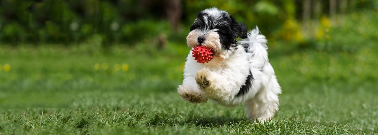 Massachusetts Pet Insurance. #1 Customer-Rated Pet Insurance. Unlimited Lifetime Benefits.