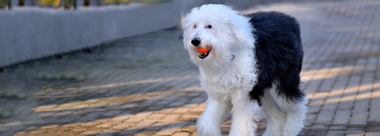 Maryland Pet Insurance. #1 Customer-Rated Pet Insurance. Unlimited Lifetime Benefits.
