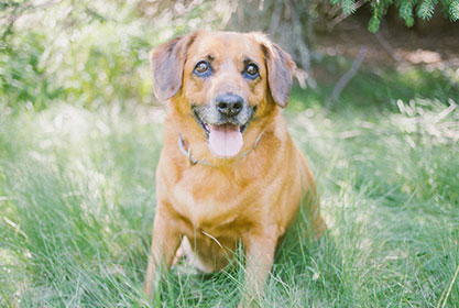 Best insurance for dogs and cats