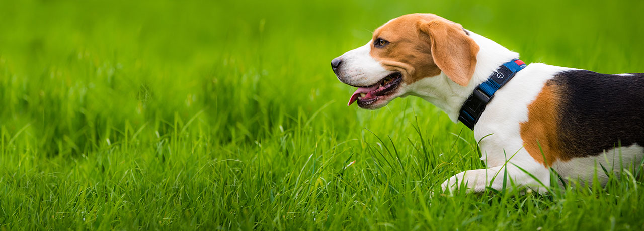 Maine Pet Insurance. #1 Customer-Rated Pet Insurance. Unlimited Lifetime Benefits.
