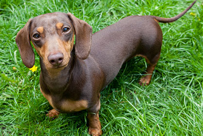 Best insurance for puppies