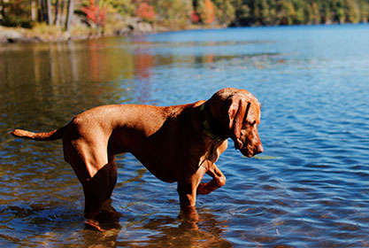 Best insurance for dogs and cats