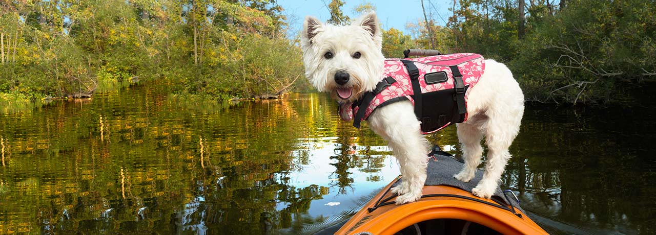Michigan Pet Insurance. #1 Customer-Rated Pet Insurance. Unlimited Lifetime Benefits.