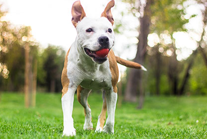 Best insurance for puppies