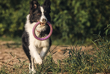 Best insurance for dogs and cats