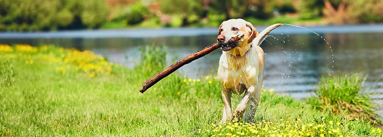 Minnesota Pet Insurance. #1 Customer-Rated Pet Insurance. Unlimited Lifetime Benefits.