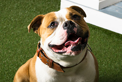 Best insurance for dogs and cats