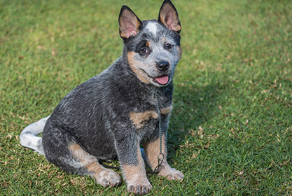 Best insurance for puppies