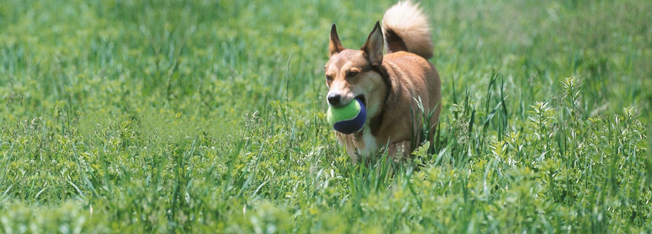 Missouri Pet Insurance. #1 Customer-Rated Pet Insurance. Unlimited Lifetime Benefits.