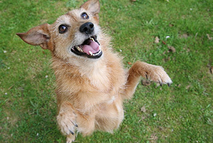 Best insurance for dogs and cats