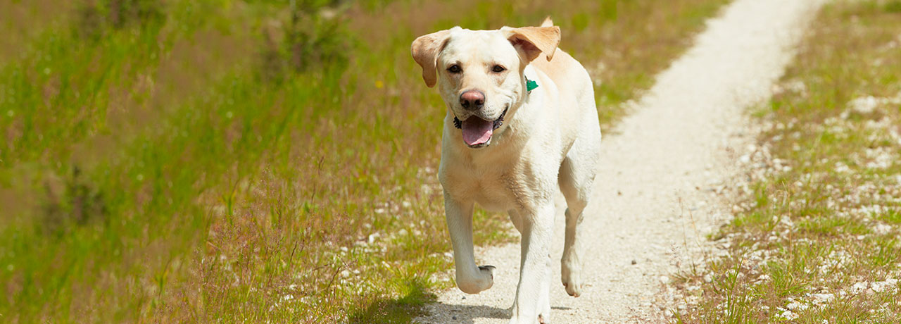 Mississippi Pet Insurance. #1 Customer-Rated Pet Insurance. Unlimited Lifetime Benefits.