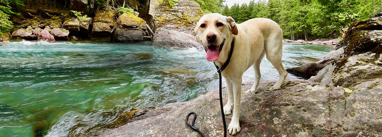 Montana Pet Insurance. #1 Customer-Rated Pet Insurance. Unlimited Lifetime Benefits.