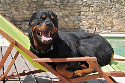 Best insurance for puppies
