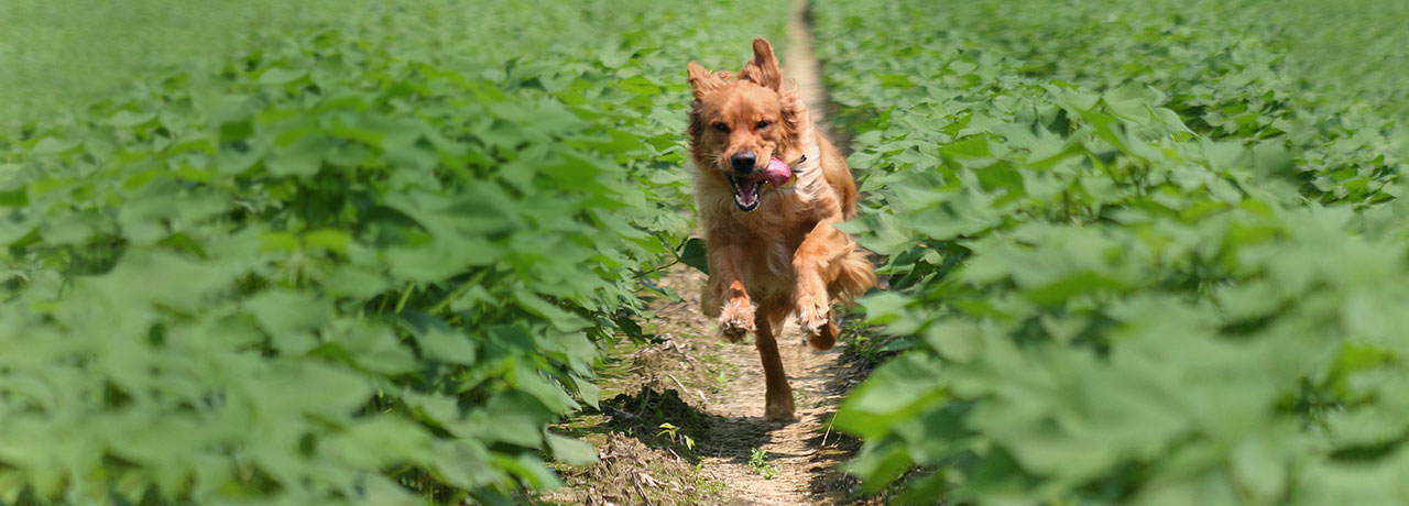 North Carolina Pet Insurance. #1 Customer-Rated Pet Insurance. Unlimited Lifetime Benefits.