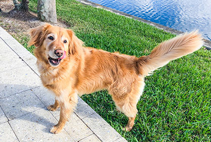 Best insurance for dogs and cats