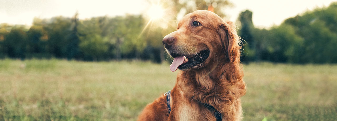 North Dakota Pet Insurance. #1 Customer-Rated Pet Insurance. Unlimited Lifetime Benefits.