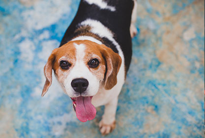 Best insurance for dogs and cats