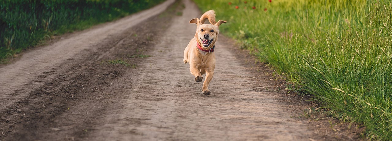 Nebraska Pet Insurance. #1 Customer-Rated Pet Insurance. Unlimited Lifetime Benefits.