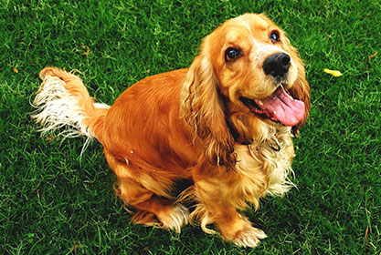 Best insurance for dogs and cats