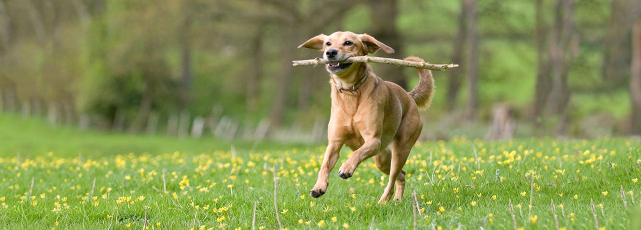 New Hampshire Pet Insurance. #1 Customer-Rated Pet Insurance. Unlimited Lifetime Benefits.