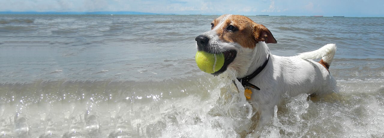 New Jersey Pet Insurance. #1 Customer-Rated Pet Insurance. Unlimited Lifetime Benefits.