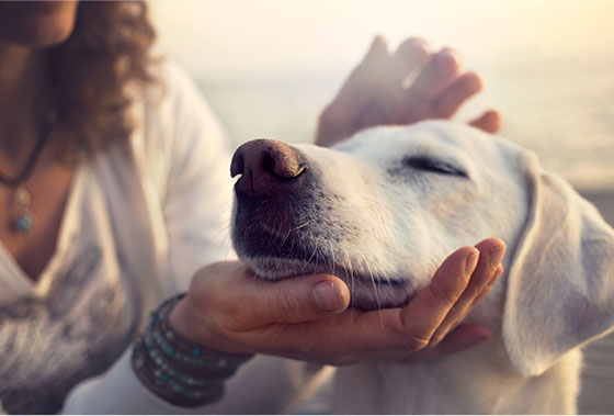 Best insurance for dogs and cats