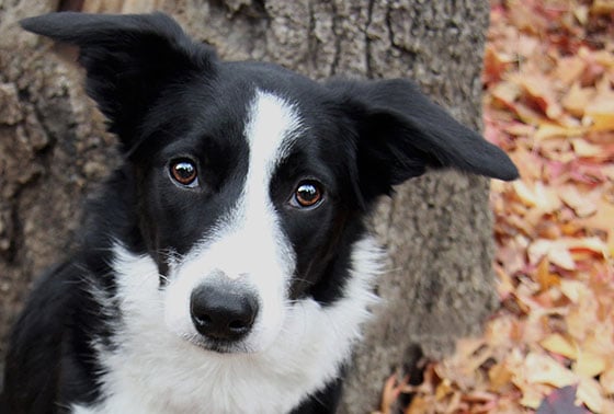 Best insurance for puppies