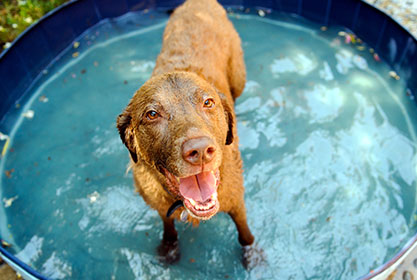 Best insurance for puppies