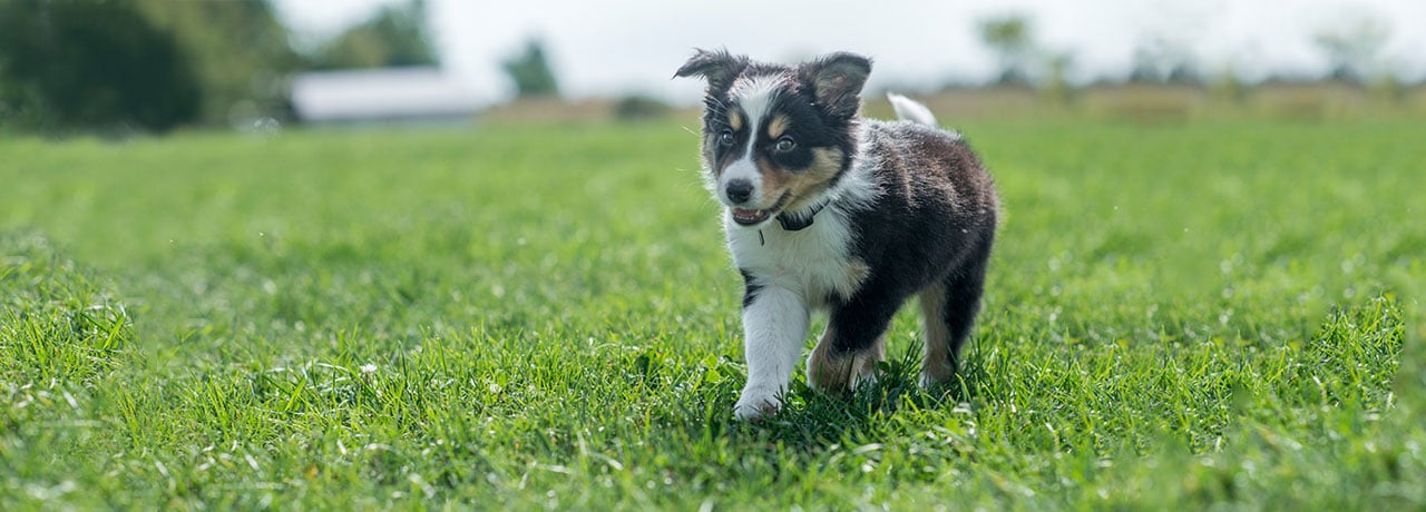 New Mexico Pet Insurance. #1 Customer-Rated Pet Insurance. Unlimited Lifetime Benefits.