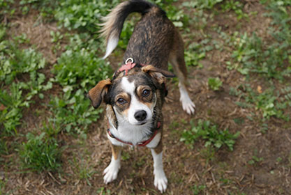 Best insurance for dogs and cats