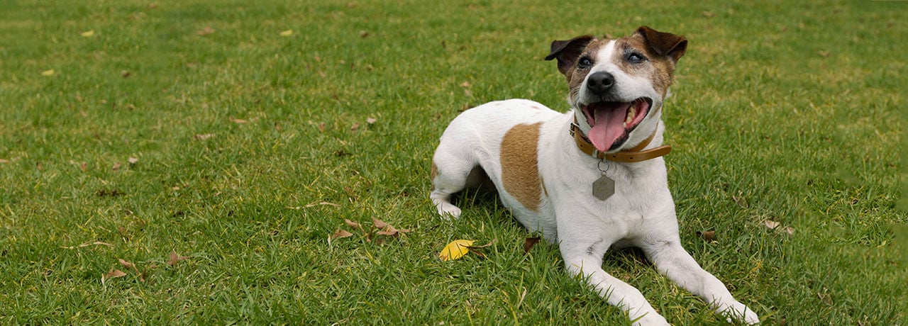 Nevada Pet Insurance. #1 Customer-Rated Pet Insurance. Unlimited Lifetime Benefits.