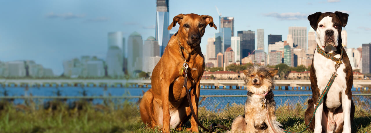 New York Pet Insurance. #1 Customer-Rated Pet Insurance. Unlimited Lifetime Benefits.