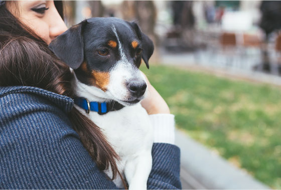 Best insurance for dogs and cats