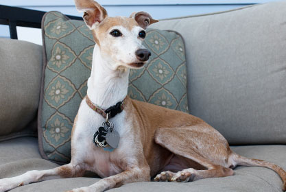Best insurance for dogs and cats