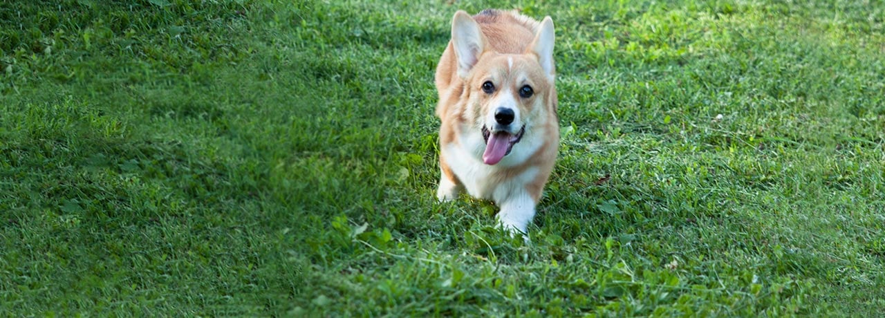 Ohio Pet Insurance. #1 Customer-Rated Pet Insurance. Unlimited Lifetime Benefits.