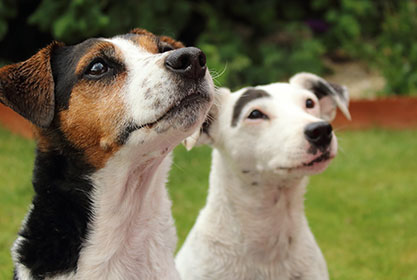 Best insurance for puppies