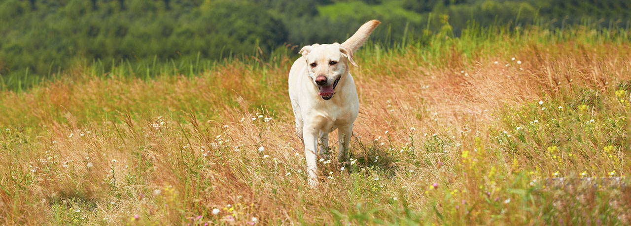 Oklahoma Pet Insurance. #1 Customer-Rated Pet Insurance. Unlimited Lifetime Benefits.