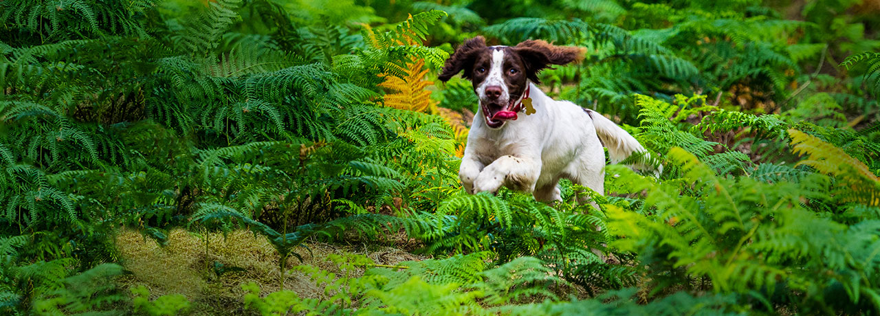 Oregon Pet Insurance. #1 Customer-Rated Pet Insurance. Unlimited Lifetime Benefits.