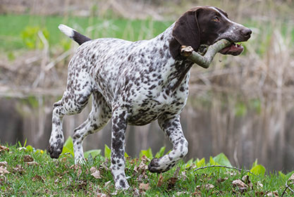 Best insurance for dogs and cats