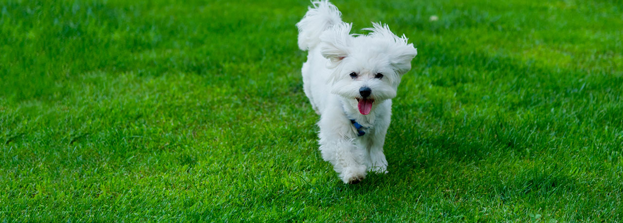 Pennsylvania Pet Insurance. #1 Customer-Rated Pet Insurance. Unlimited Lifetime Benefits.