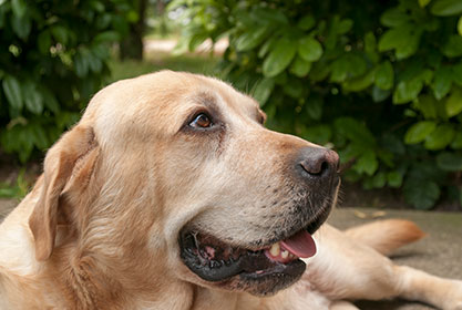 Best insurance for dogs and cats