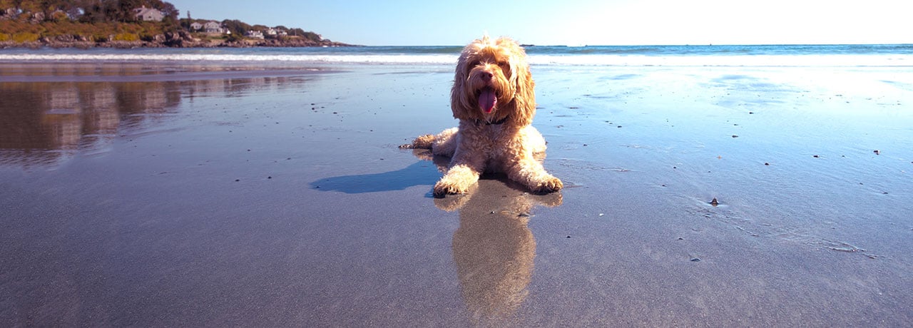 Rhode Island Pet Insurance. #1 Customer-Rated Pet Insurance. Unlimited Lifetime Benefits.